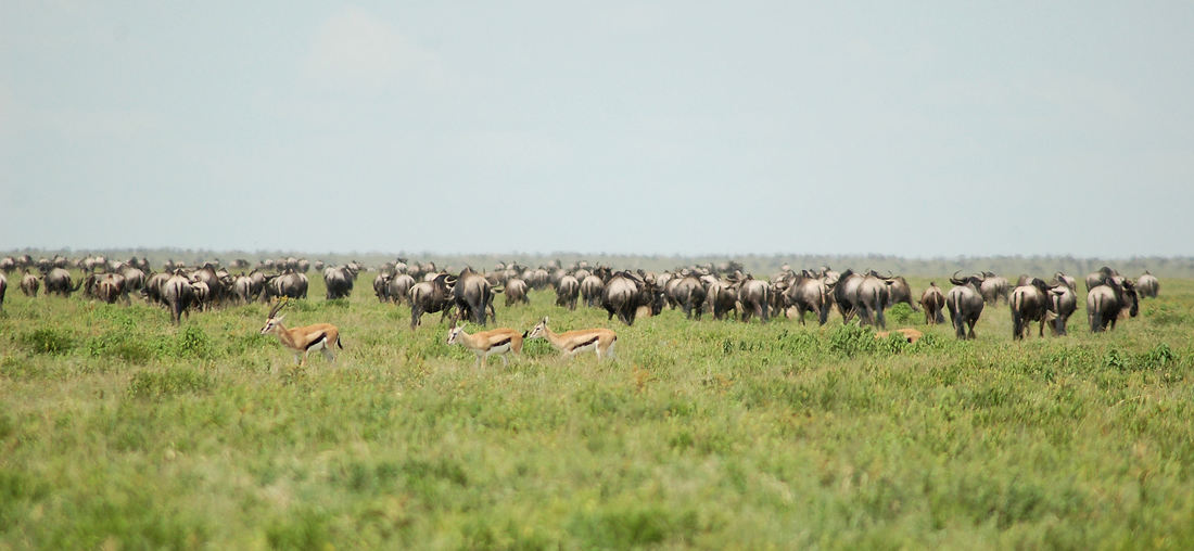 Picture of Serengeti